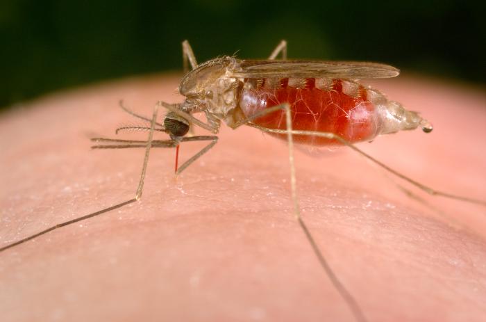 malaria